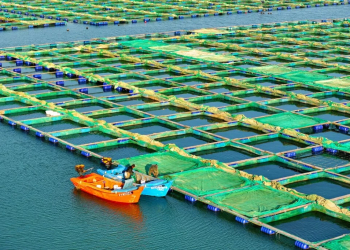 Blue foods: alleanza a Sud-Est tra oceano e innovazione